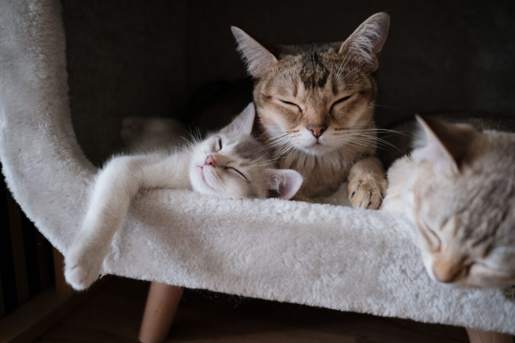 Como escolher a melhor ração para o seu gato