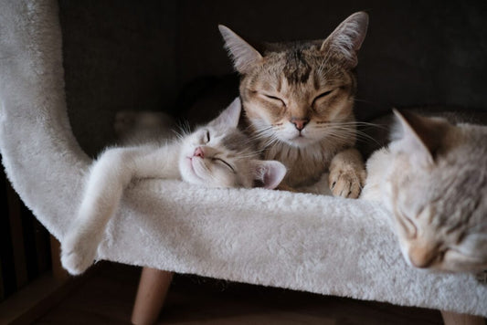 Como escolher a melhor ração para o seu gato