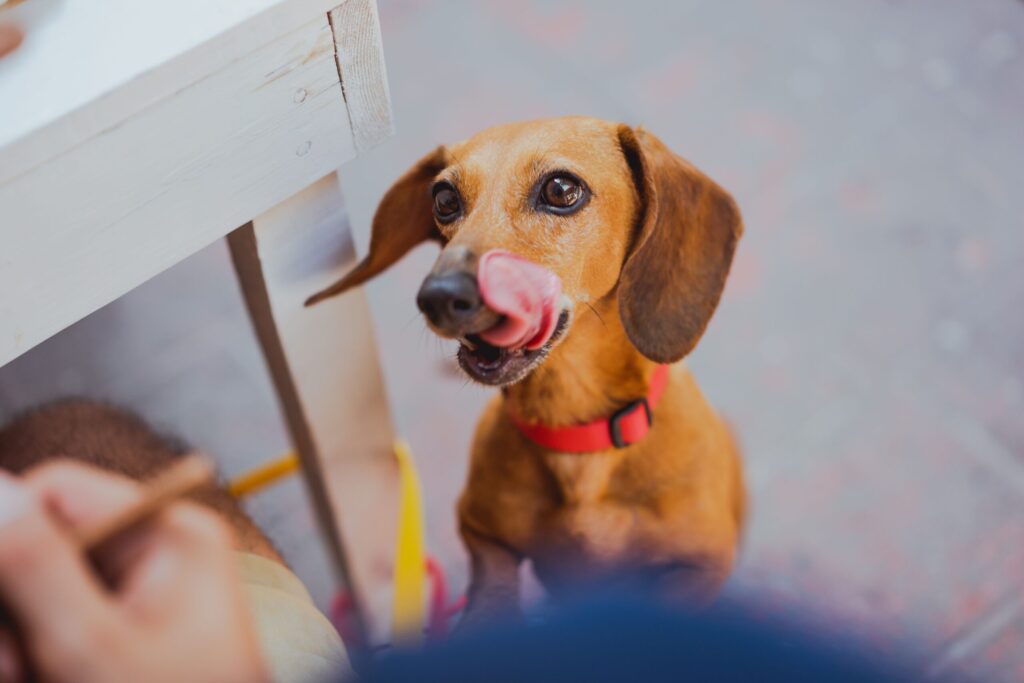 Quais os alimentos proibidos para cães?